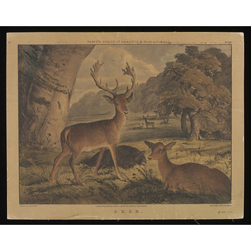 Print - Varty's Series of Domestic & Wild Animals Print - Varty's Series of Domestic & Wild Animals