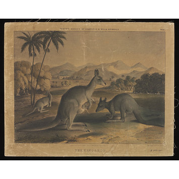 Print - Varty's Series of Domestic & Wild Animals Print - Varty's Series of Domestic & Wild Animals