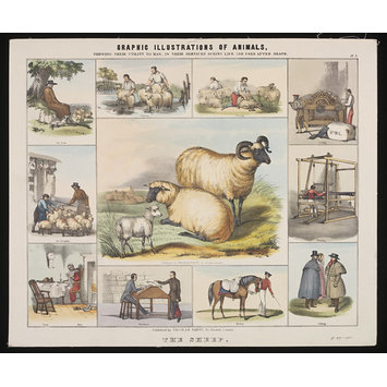 Print - Graphic Illustrations of Animals. Print - Graphic Illustrations of Animals.