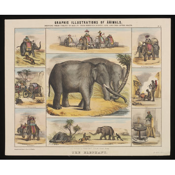 Print - Graphic Illustrations of Animals. Print - Graphic Illustrations of Animals.