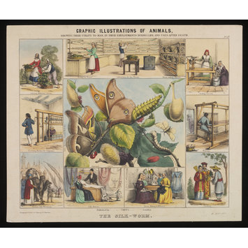 Print - Graphic Illustrations of Animals. Print - Graphic Illustrations of Animals.