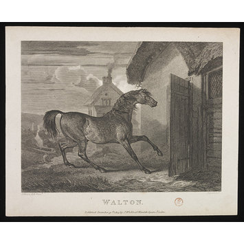 Print - WALTON Print - WALTON