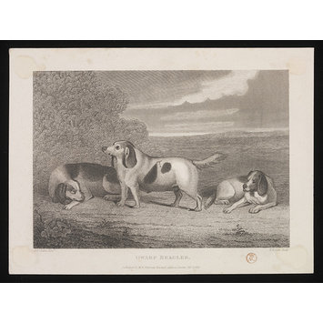 Print - DWARF BEAGLES Print - DWARF BEAGLES