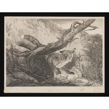 Print - THE FOX Print - THE FOX