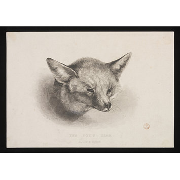 Print - THE FOX'S HEAD Print - THE FOX'S HEAD