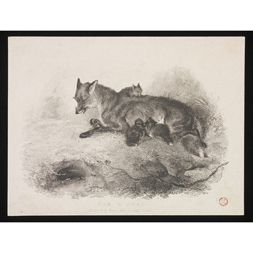 Print - FOX & CUBS Print - FOX & CUBS
