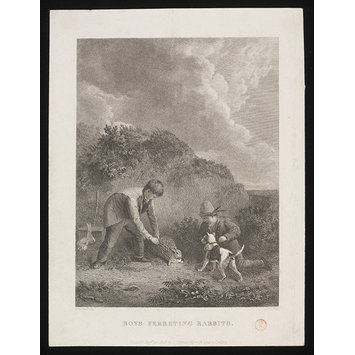 Print - Boys Ferreting Rabbits Print - Boys Ferreting Rabbits