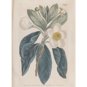 Print - Gordonia lasianthus (Smooth Gordonia or Loblolly Bay) Print - Gordonia lasianthus (Smooth Gordonia or Loblolly Bay)