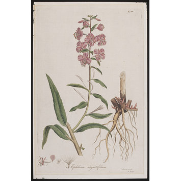 Print - Epilebium Augustifolium Print - Epilebium Augustifolium