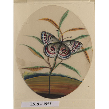 Painting - One of six unidentified butterflies on leafy sprays. Painting - One of six unidentified butterflies on leafy sprays.