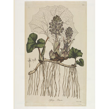 Print - Butterbur Print - Butterbur