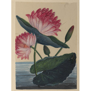 Painting - One of eighteen drawings of flowers. Painting - One of eighteen drawings of flowers.