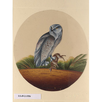 Painting - One of twelve drawings of birds and reptiles, insects and flowers. Painting - One of twelve drawings of birds and reptiles, insects and flowers.