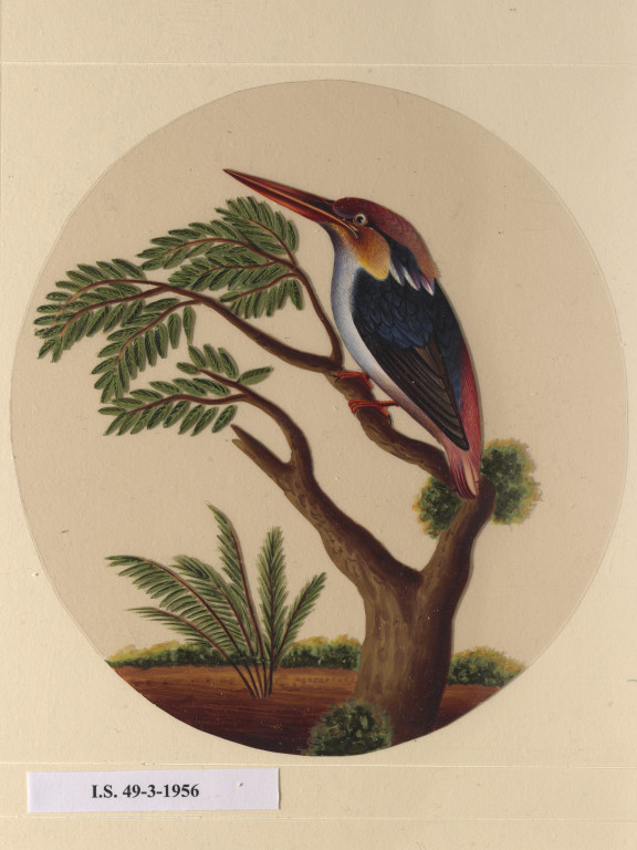 One Of Twelve Drawings Of Birds And Reptiles Insects And Flowers