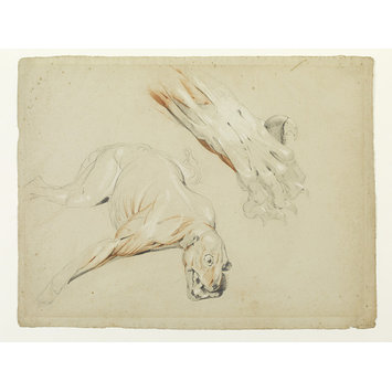 Drawing - Ecorche drawing of a dog and enlarged detail of a paw Drawing - Ecorche drawing of a dog and enlarged detail of a paw