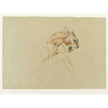 Drawing - Ecorche drawing of the head and upper body of a wild cat Drawing - Ecorche drawing of the head and upper body of a wild cat