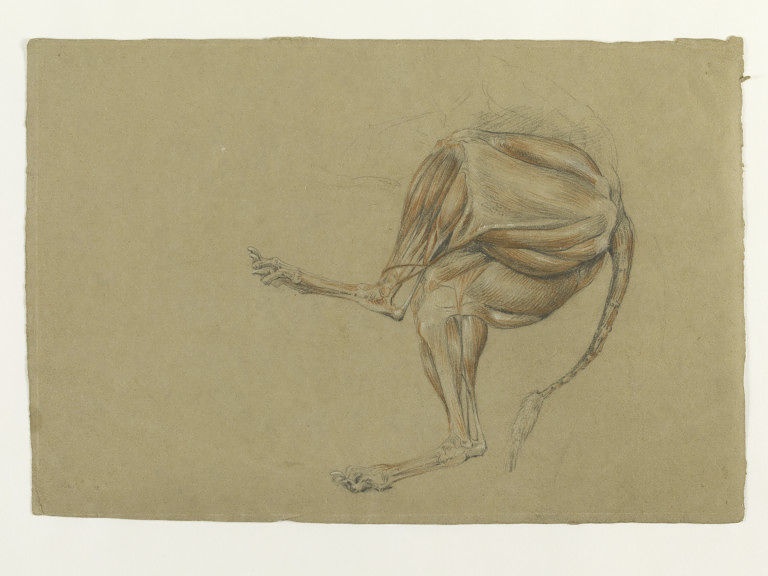 Ecorche drawing of the hind legs of a dog | Landseer, Thomas | V&A ...