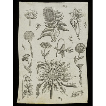 Print - Florilegium Print - Florilegium
