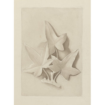 drawing - Drawing of a plaster cast featuring three ivy leaves drawing - Drawing of a plaster cast featuring three ivy leaves