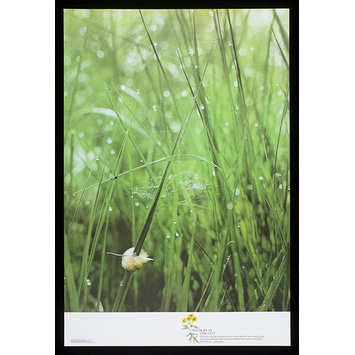 Poster Poster