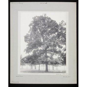 Photograph - Sycamore – Hampton Court Park – March Photograph - Sycamore – Hampton Court Park – March