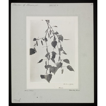 Photograph - Birch Photograph - Birch