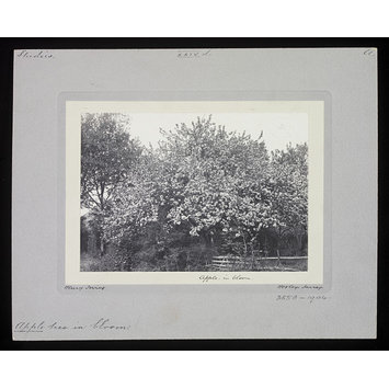 Photograph - Apple - in Bloom Photograph - Apple - in Bloom