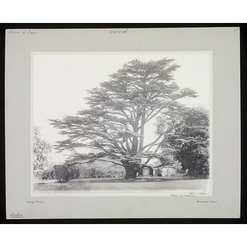 Photograph - Cedar of Lebanon Photograph - Cedar of Lebanon