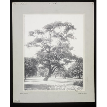 Photograph - Acacia Photograph - Acacia