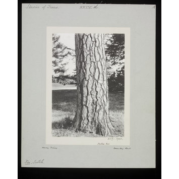 Photograph - Scotch Fir Photograph - Scotch Fir