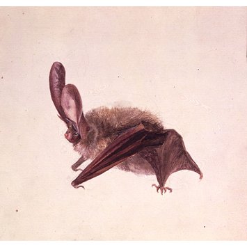 drawing - Side view of a bat with wings folded drawing - Side view of a bat with wings folded