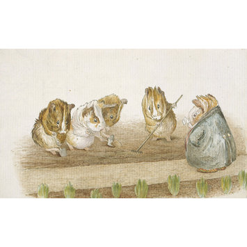 drawing - Guinea pigs gardening drawing - Guinea pigs gardening