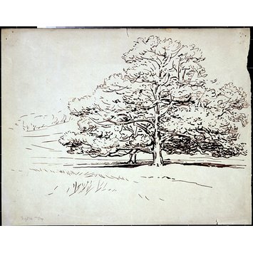drawing - Beech tree in a field drawing - Beech tree in a field
