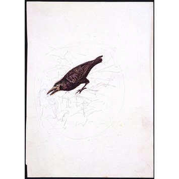 drawing - Study of a crow, with a faintly sketched background drawing - Study of a crow, with a faintly sketched background