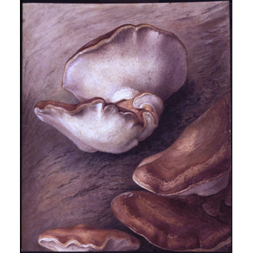 drawing - Birch tree fungus (Piptoporus betulinus) on a tree trunk drawing - Birch tree fungus (Piptoporus betulinus) on a tree trunk