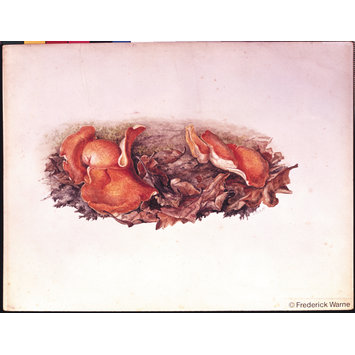 drawing - Orange fungi (Aleuria aurantia) growing amongst fallen leaves drawing - Orange fungi (Aleuria aurantia) growing amongst fallen leaves