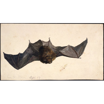 A Bat Seen From Above Potter Beatrix V A Search The Collections