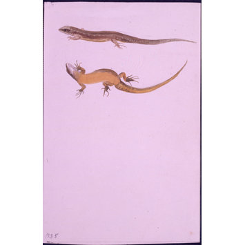 drawing - Drawings of common or viviparous lizard drawing - Drawings of common or viviparous lizard