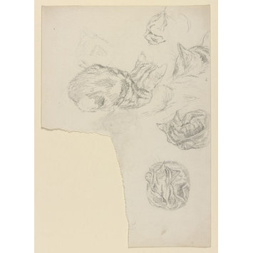 drawing - Studies of a kitten sitting drawing - Studies of a kitten sitting