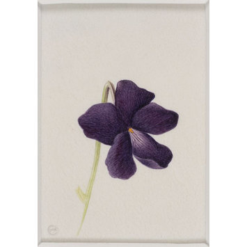 Watercolour - Wild Violet Watercolour - Wild Violet