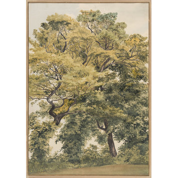 Watercolour - Study of Trees Watercolour - Study of Trees