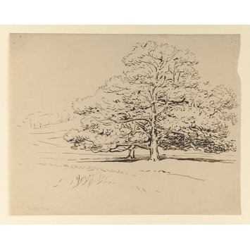 drawing - Beech tree in a field drawing - Beech tree in a field