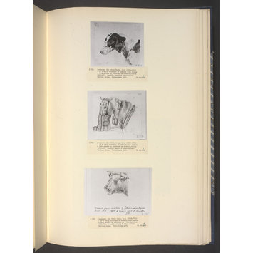Drawing - Animal drawing Drawing - Animal drawing