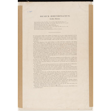 print - Dicaeum hirundinaceum print - Dicaeum hirundinaceum