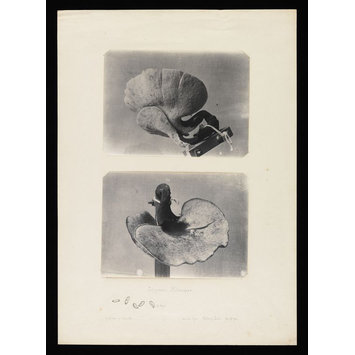 photograph - Photographs of polypore fungi with sketches of spores photograph - Photographs of polypore fungi with sketches of spores